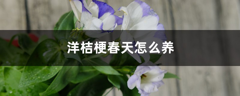 洋桔梗春天怎么养 洋桔梗春天怎么养