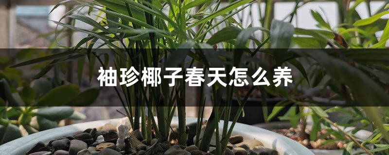 袖珍椰子春天怎么养 袖珍椰子春天怎么养