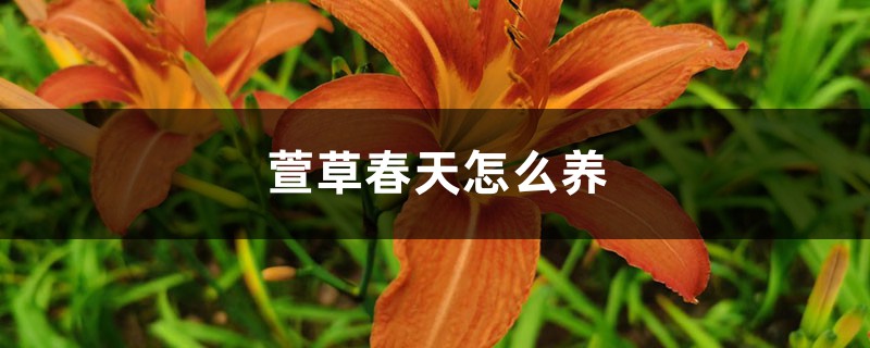 萱草春天怎么养 萱草春天怎么养
