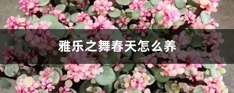 雅乐之舞春天怎么养 雅乐之舞春天怎么养
