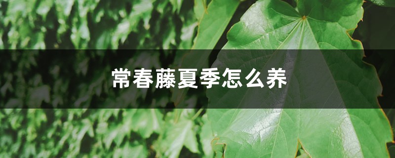 常春藤夏季怎么养 常春藤夏季怎么养