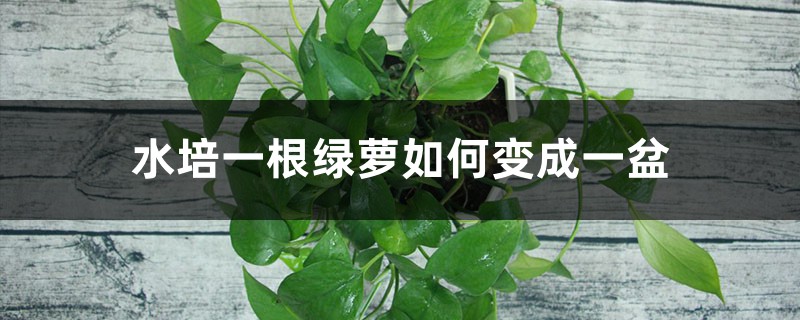 水培一根绿萝如何变成一盆 水培一根绿萝如何变成一盆