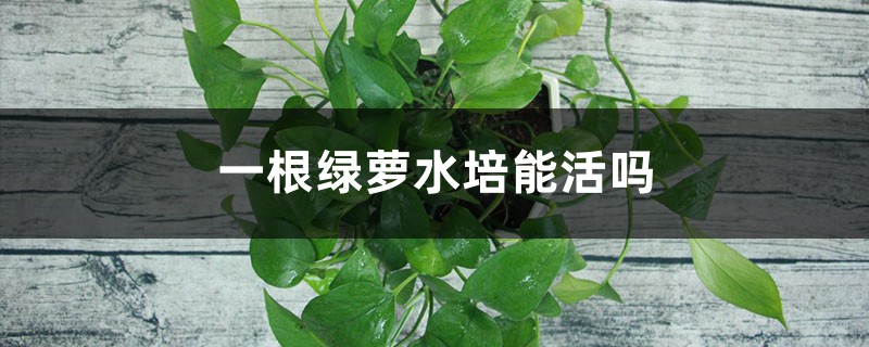 一根绿萝水培能活吗 一根绿萝水培能活吗