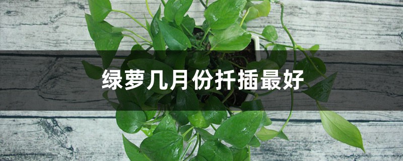 绿萝几月份扦插最好 绿萝几月份扦插最好