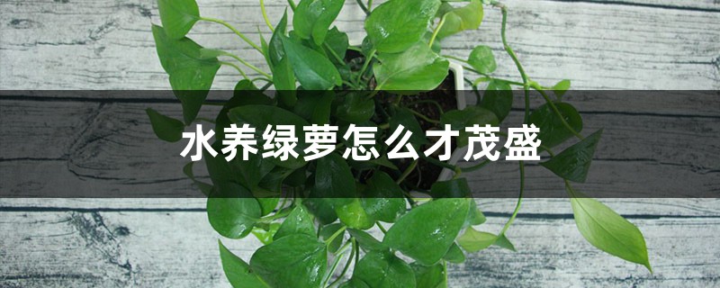 水养绿萝怎么才茂盛 水养绿萝怎么才茂盛