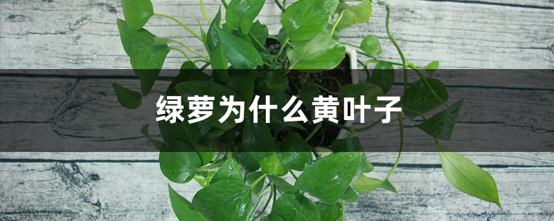 绿萝为什么黄叶子 绿萝为什么黄叶子