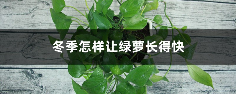 冬季怎样让绿萝长得快 冬季怎样让绿萝长得快
