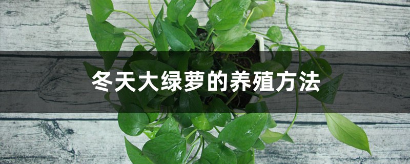 冬天大绿萝的养殖方法 冬天大绿萝的养殖方法