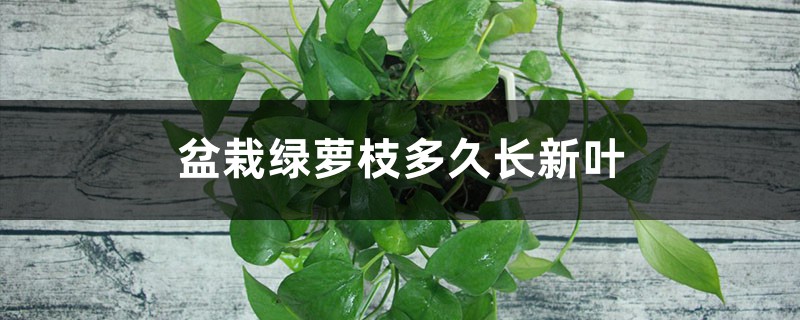 盆栽绿萝枝多久长新叶 盆栽绿萝枝多久长新叶
