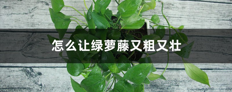 怎么让绿萝藤又粗又壮 怎么让绿萝藤又粗又壮