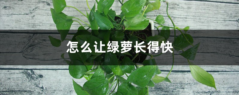 怎么让绿萝长得快 怎么让绿萝长得快