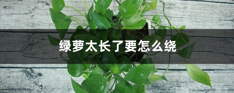 绿萝太长了要怎么绕 绿萝太长了要怎么绕