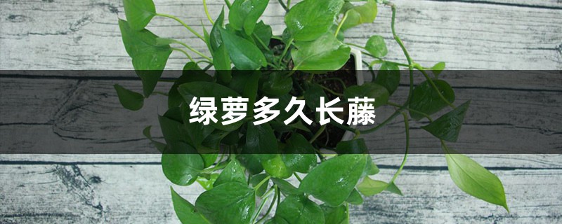 绿萝多久长藤 绿萝多久长藤