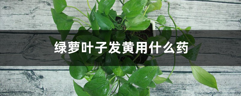 绿萝叶子发黄用什么药 绿萝叶子发黄用什么药