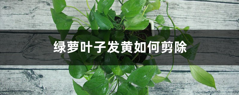 绿萝叶子发黄如何剪除 绿萝叶子发黄如何剪除