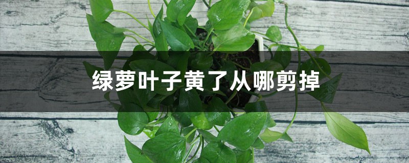绿萝叶子黄了从哪剪掉 绿萝叶子黄了从哪剪掉