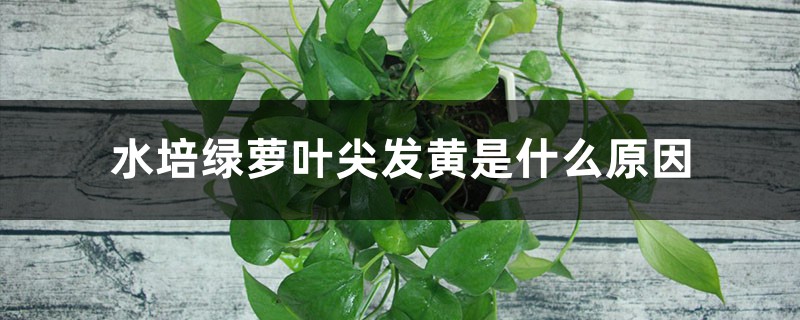 水培绿萝叶尖发黄是什么原因 水培绿萝叶尖发黄是什么原因