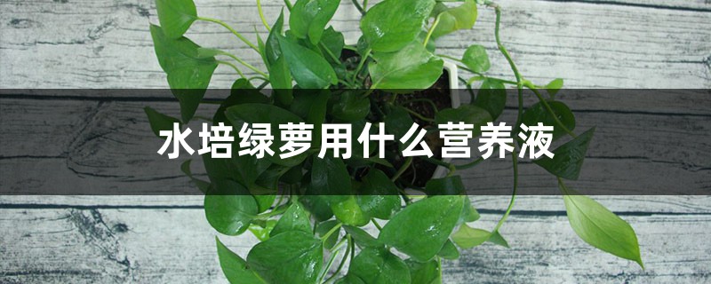 水培绿萝用什么营养液 水培绿萝用什么营养液