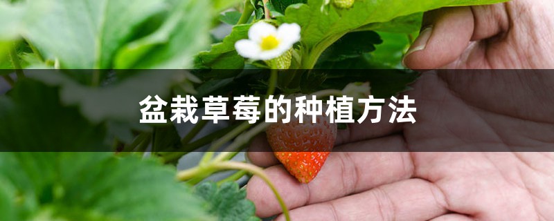 盆栽草莓的种植方法 盆栽草莓的种植方法
