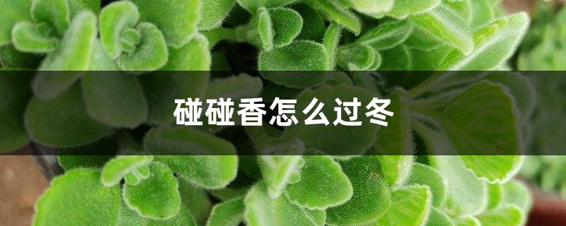 碰碰香怎么过冬 碰碰香怎么过冬