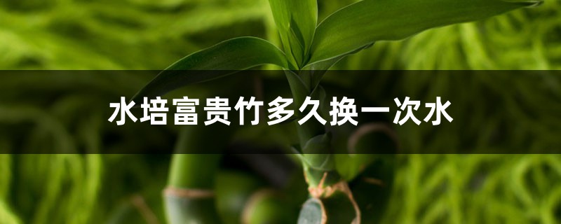 水培富贵竹多久换一次水 水培富贵竹多久换一次水