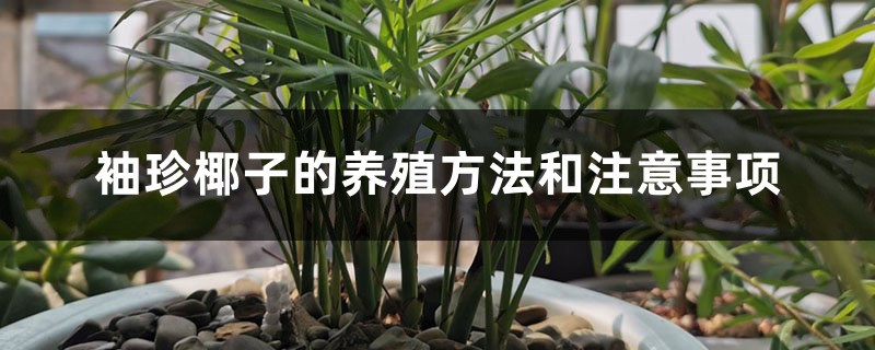 袖珍椰子的养殖方法和注意事项 袖珍椰子的养殖方法和注意事项