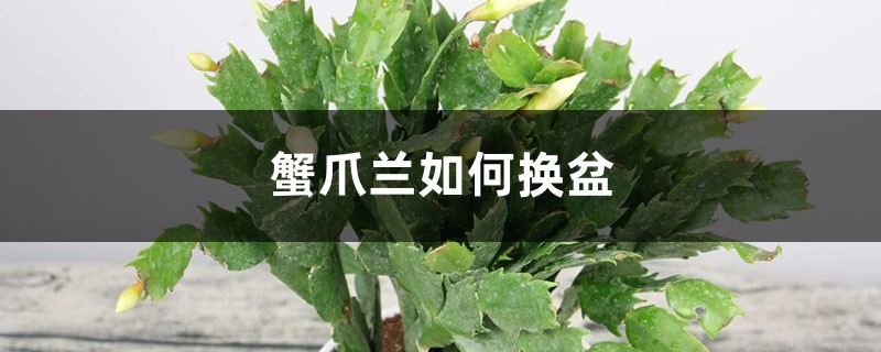 蟹爪兰如何换盆