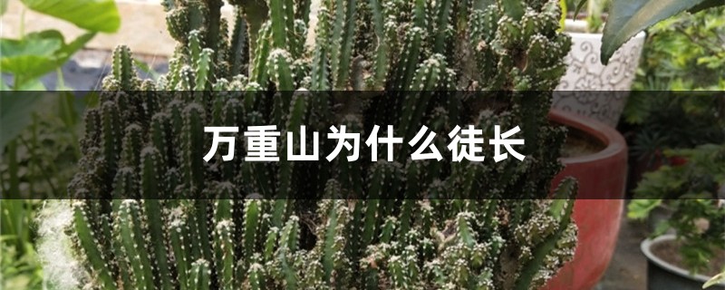 万重山为什么徒长 万重山为什么徒长