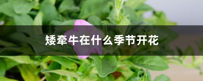 矮牵牛在什么季节开花 矮牵牛在什么季节开花