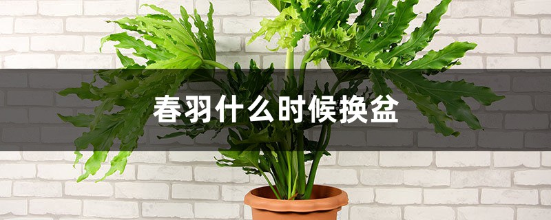 春羽什么时候换盆 春羽什么时候换盆