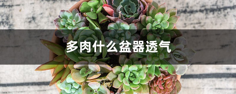 多肉什么盆器透气 多肉什么盆器透气
