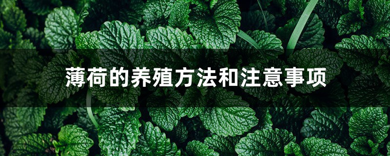 薄荷的养殖方法和注意事项 薄荷的养殖方法和注意事项