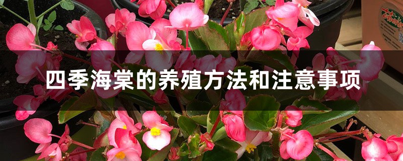 四季海棠的养殖方法和注意事项 四季海棠的养殖方法和注意事项