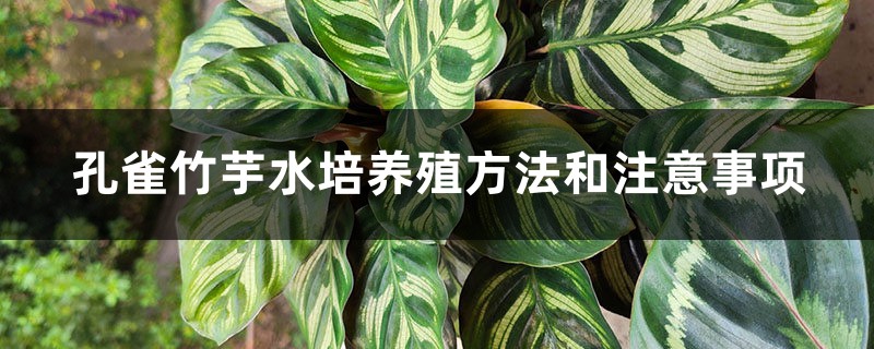 孔雀竹芋水培养殖方法和注意事项 孔雀竹芋水培养殖方法和注意事项