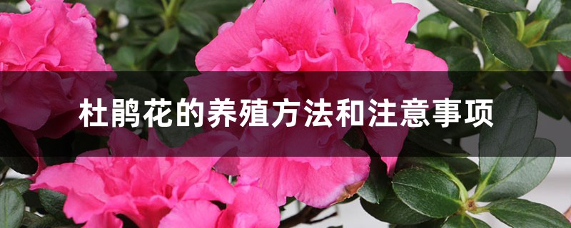 杜鹃花的养殖方法和注意事项 杜鹃花的养殖方法和注意事项