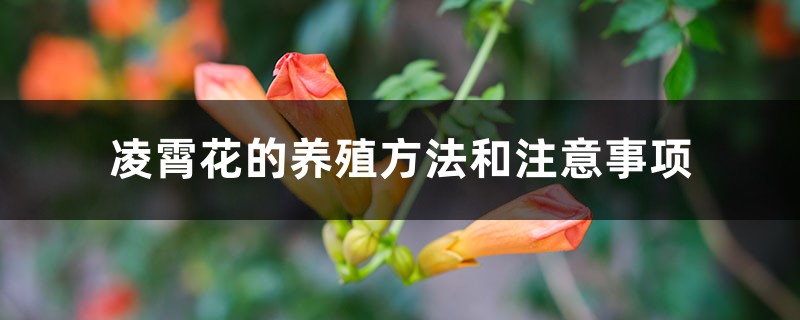 凌霄花的养殖方法和注意事项 凌霄花的养殖方法和注意事项