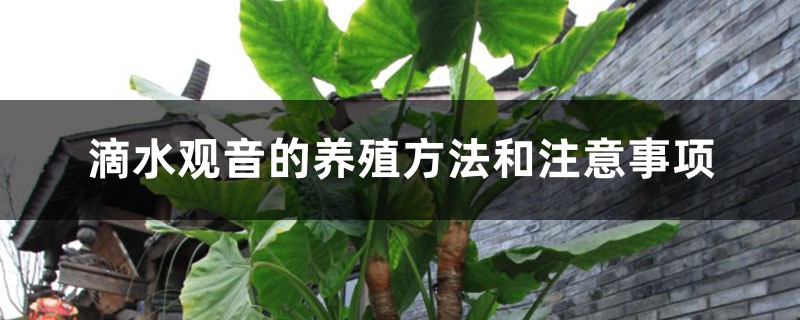 滴水观音的养殖方法和注意事项 滴水观音的养殖方法和注意事项