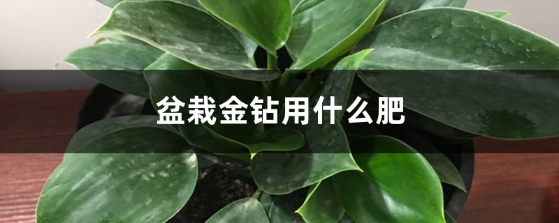 盆栽金钻用什么肥 盆栽金钻用什么肥