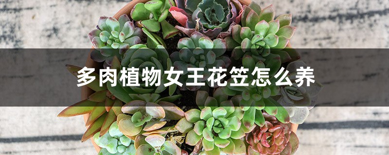多肉植物女王花笠怎么养 多肉植物女王花笠怎么养