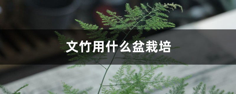文竹用什么盆栽培 文竹用什么盆栽培