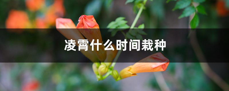 凌霄什么时间栽种 凌霄什么时间栽种