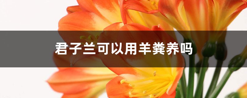 这种“脏东西”,埋土里养君子兰,叶片肥厚开花不夹箭! 这种“脏东西”,埋土里养君子兰,叶片肥厚开花不夹箭!