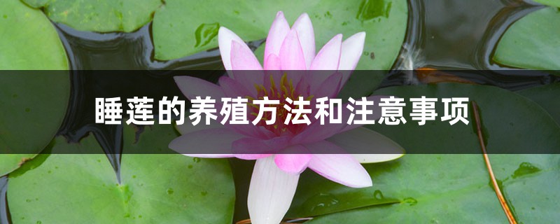 睡莲的养殖方法和注意事项 睡莲的养殖方法和注意事项