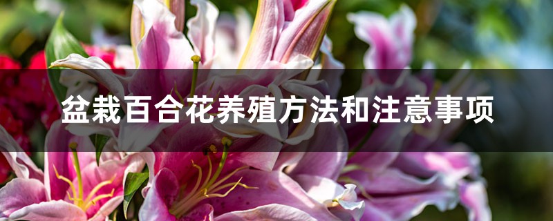 盆栽百合花养殖方法和注意事项 盆栽百合花养殖方法和注意事项