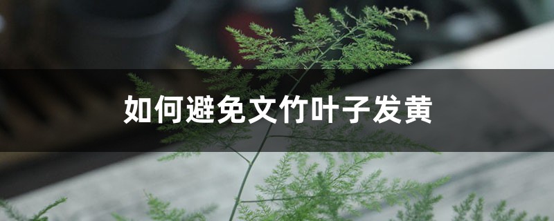 “文竹”枯黄别害怕,老花匠教你4招,1周叶子能回春 “文竹”枯黄别害怕,老花匠教你4招,1周叶子能回春