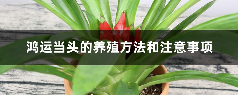 鸿运当头的养殖方法和注意事项 鸿运当头的养殖方法和注意事项