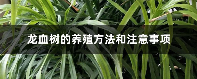 龙血树的养殖方法和注意事项 龙血树的养殖方法和注意事项