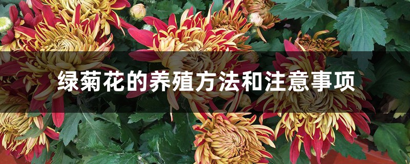 绿菊花的养殖方法和注意事项 绿菊花的养殖方法和注意事项