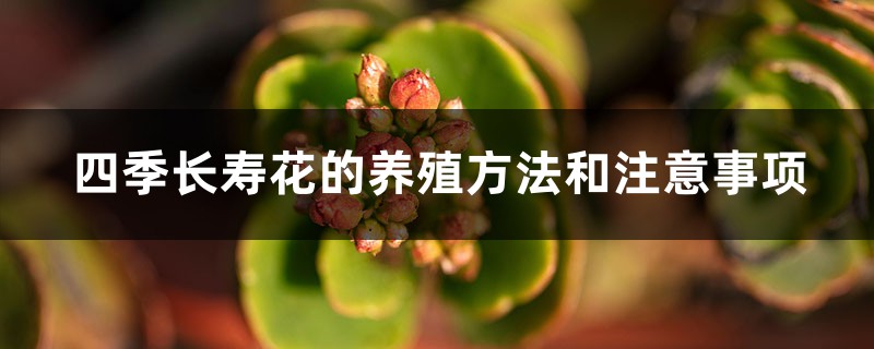 四季长寿花的养殖方法和注意事项 四季长寿花的养殖方法和注意事项
