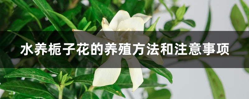 水养栀子花的养殖方法和注意事项 水养栀子花的养殖方法和注意事项